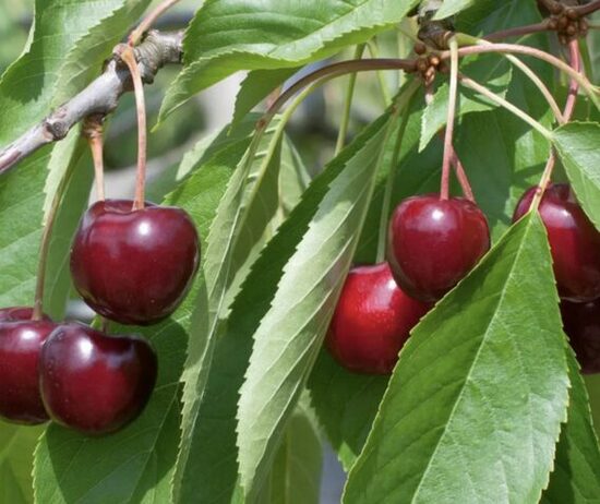 Koloninė trešnė ‘Queen Marry’ savidulkė, vazone